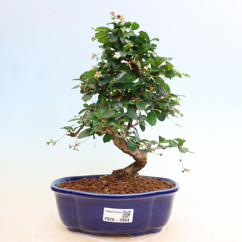 Bonsaï de chambre - Carmona macrophylla - Tea fuki