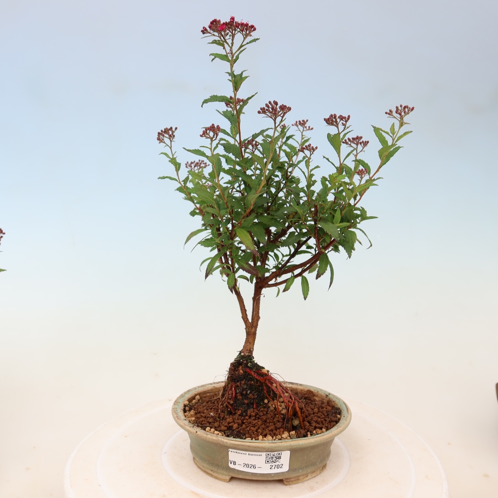 Bonsaï d'extérieur - spirée du Japon - Spirea japonica Anthony Waterer
