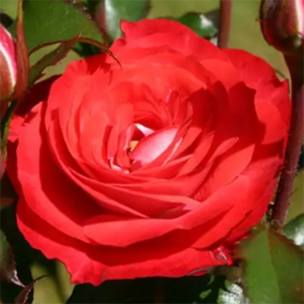 Bonsaï d'extérieur - Rosa Kordes - rose