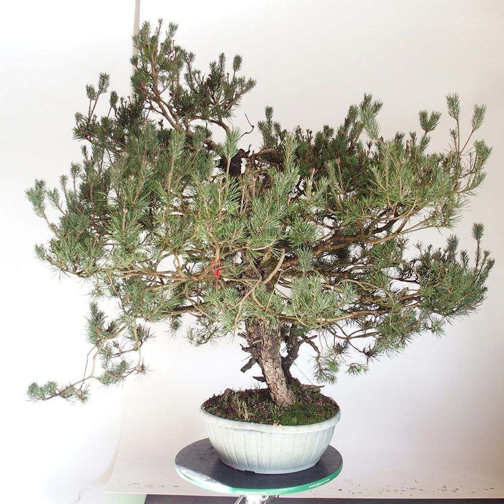 Yamadori - Pinus sylvestris Espagne