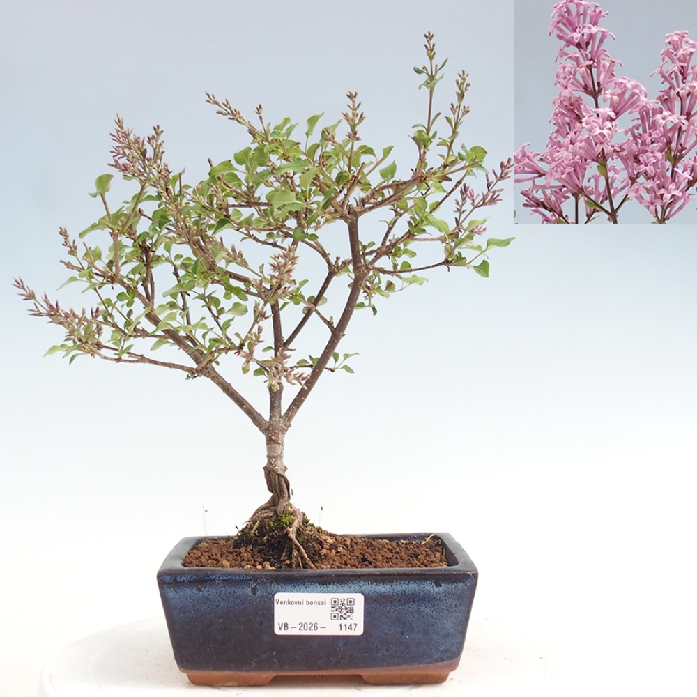 Bonsaï d'extérieur - Syringa Meyeri Palibin - Lilas de Meyer