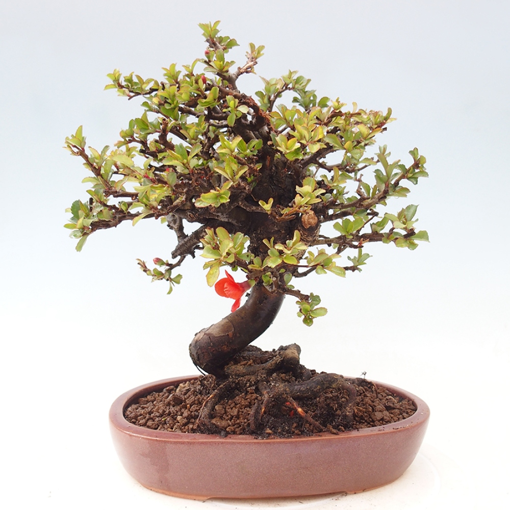 Bonsaï d'extérieur - Chaneomeles speciosa - Coing