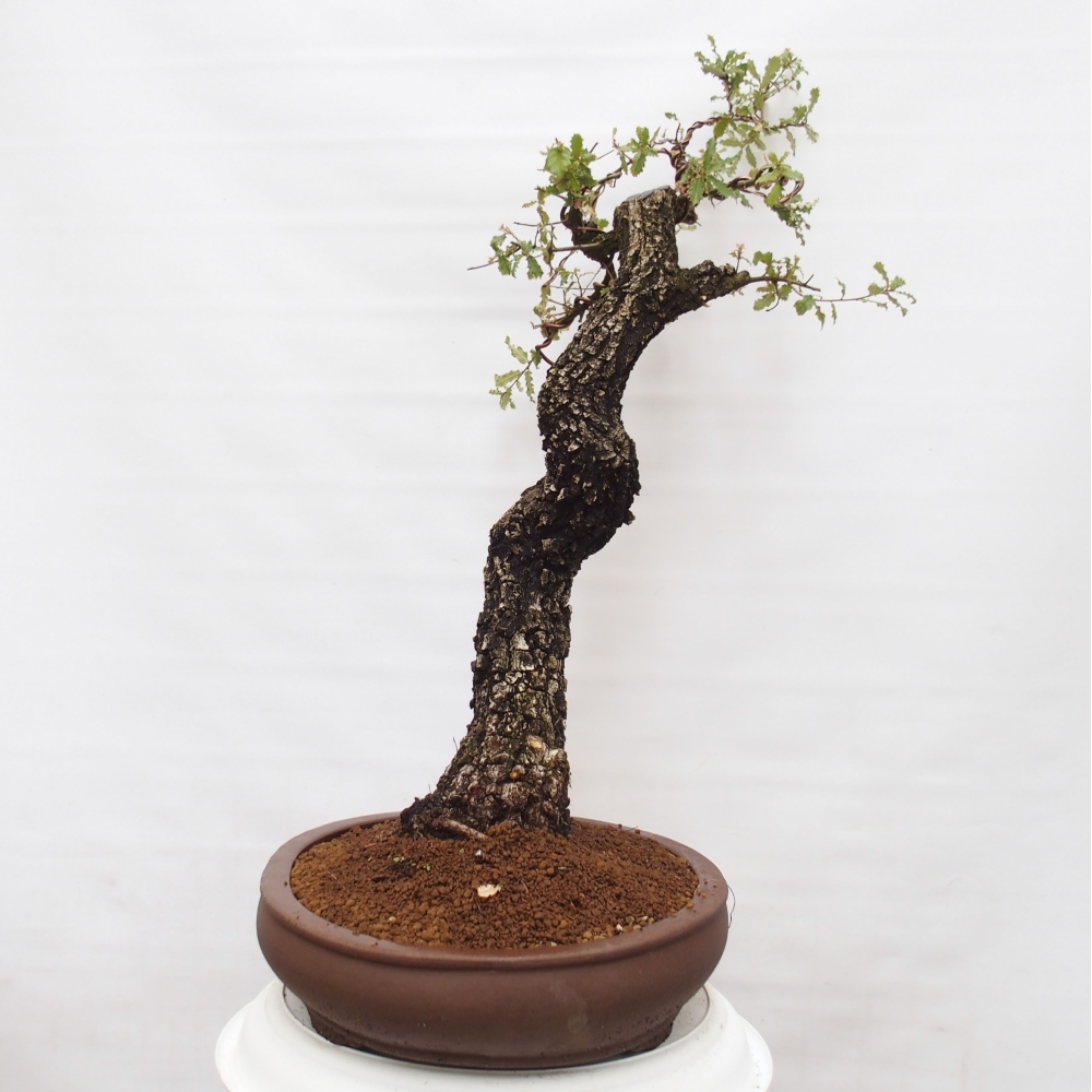 Yamadori - Quercus Ilex - Chêne vert