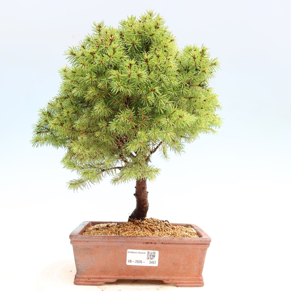 Bonsaï d'extérieur - Épicéa glauque - Picea glauca globe