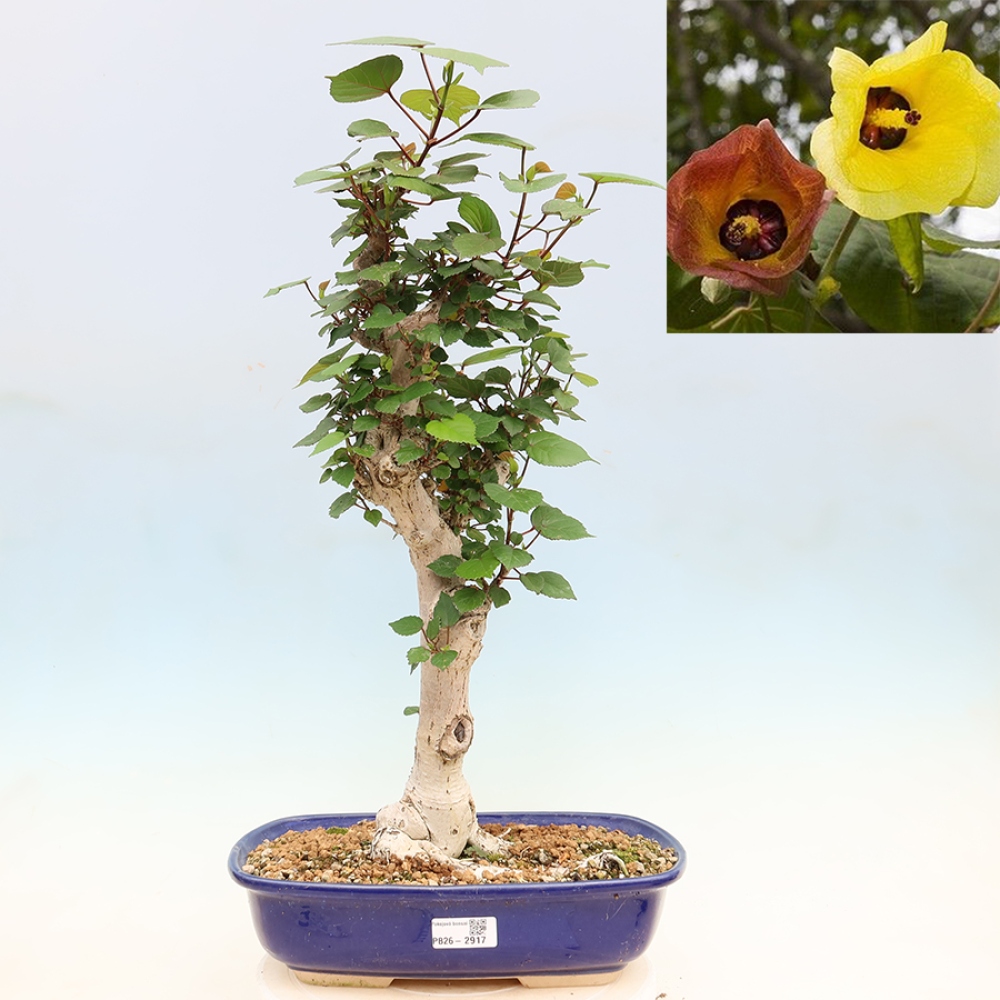 Bonsaï d'intérieur - Hibiscus tiliaceus - Hibiscus de mer