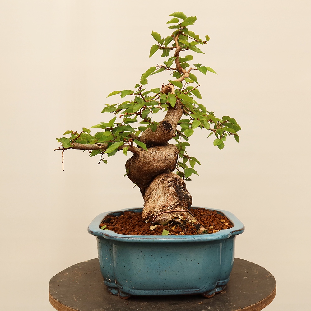 Bonsaï d'extérieur -Carpinus Coreana - Charme de Corée