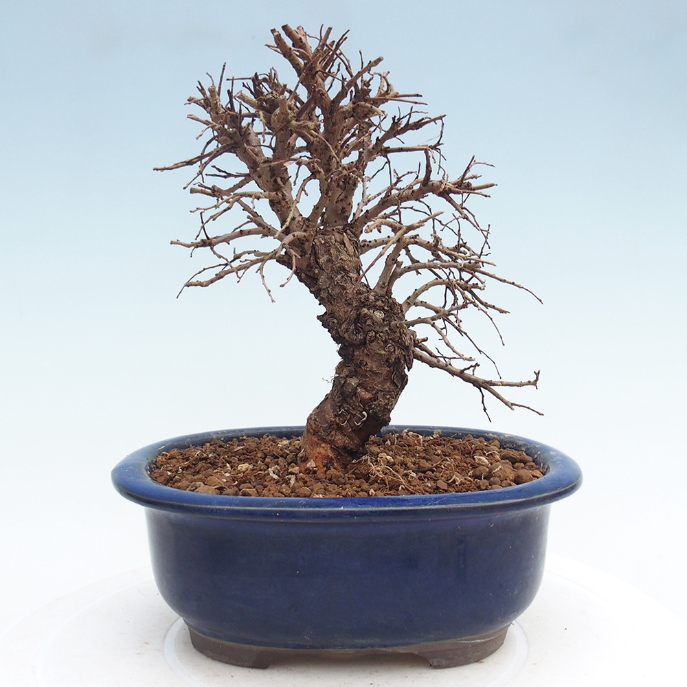 Bonsaï d'extérieur - Zelkova - Zelkova NIRE