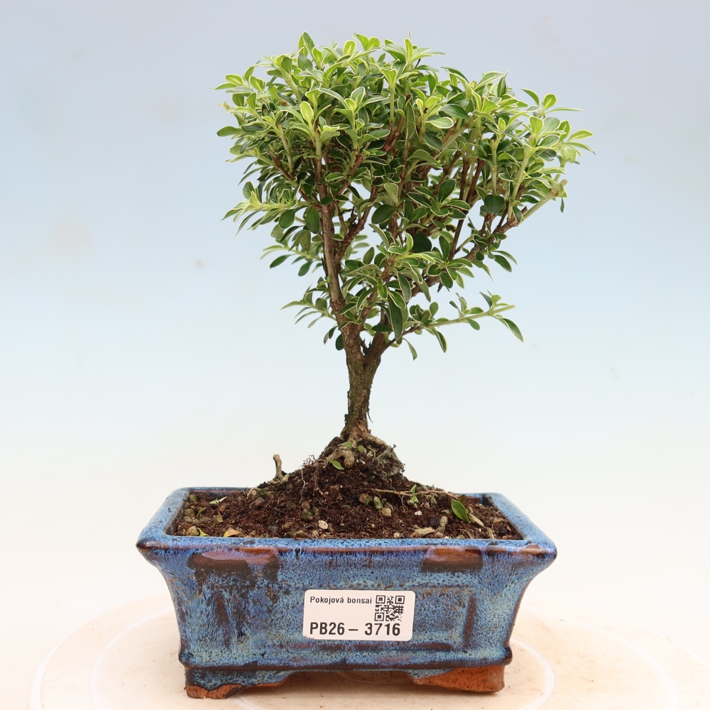 Salle bonsaï - Serissa foetida Variegata - Arbre aux mille étoiles