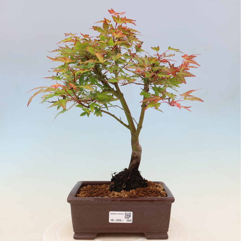 Érable de Norvège - Acer palmatum Beni Tsukasa