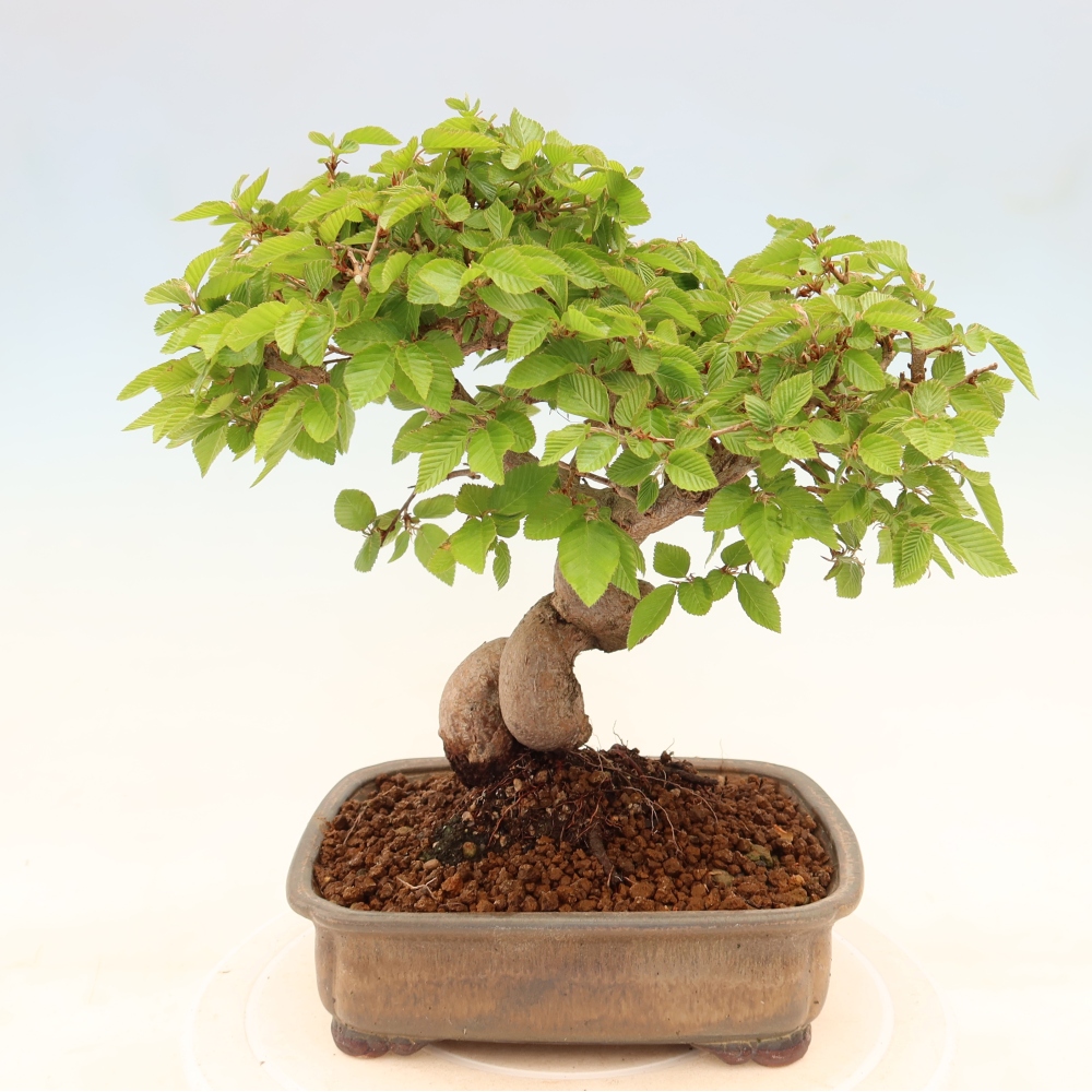 Bonsaï d'extérieur -Carpinus Coreana - Charme de Corée
