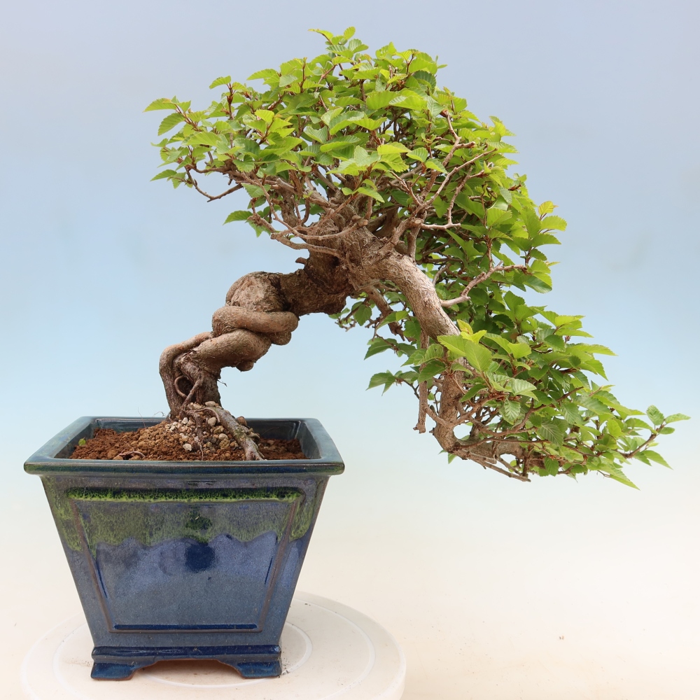 Bonsaï d'extérieur -Carpinus Coreana - Charme de Corée