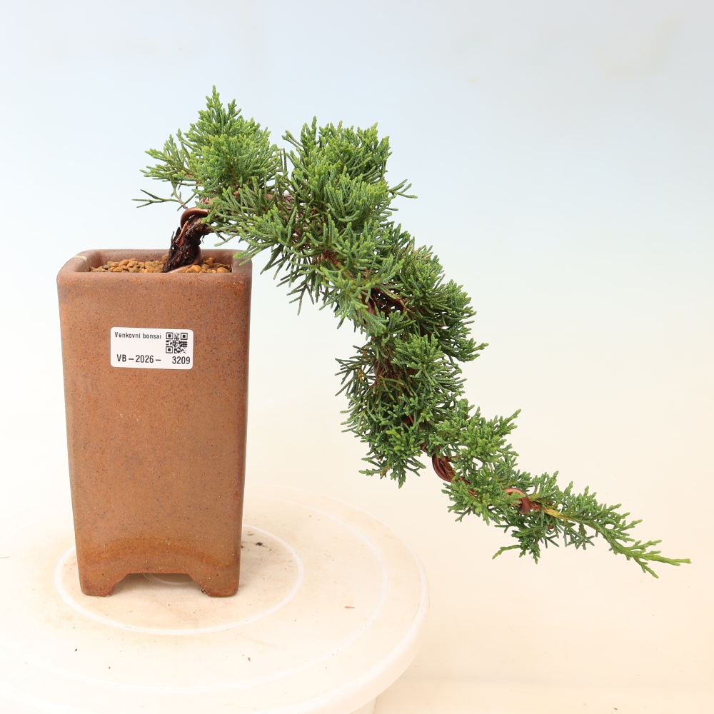 Bonsaï d'extérieur - Juniperus chinensis Kishu