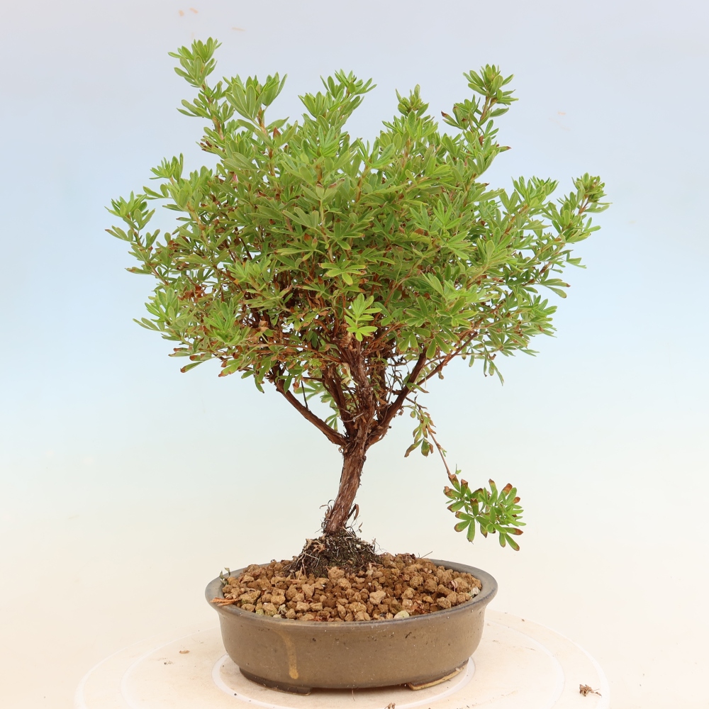Bonsaï d'extérieur - Potentille arbustive - Potentilla fruticosa Bellissima