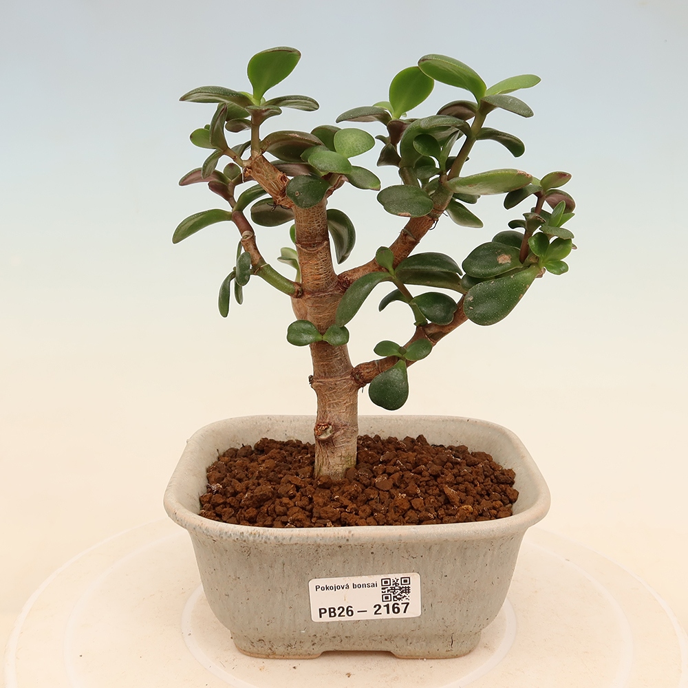 Bonsaï de chambre - Portulakaria Afra - Tlustice