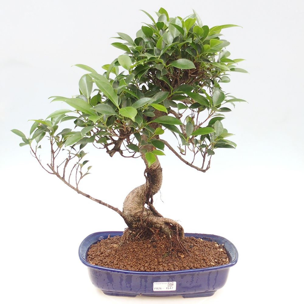 Salle bonsaï - Ficus kimmen - ficus à petites feuilles
