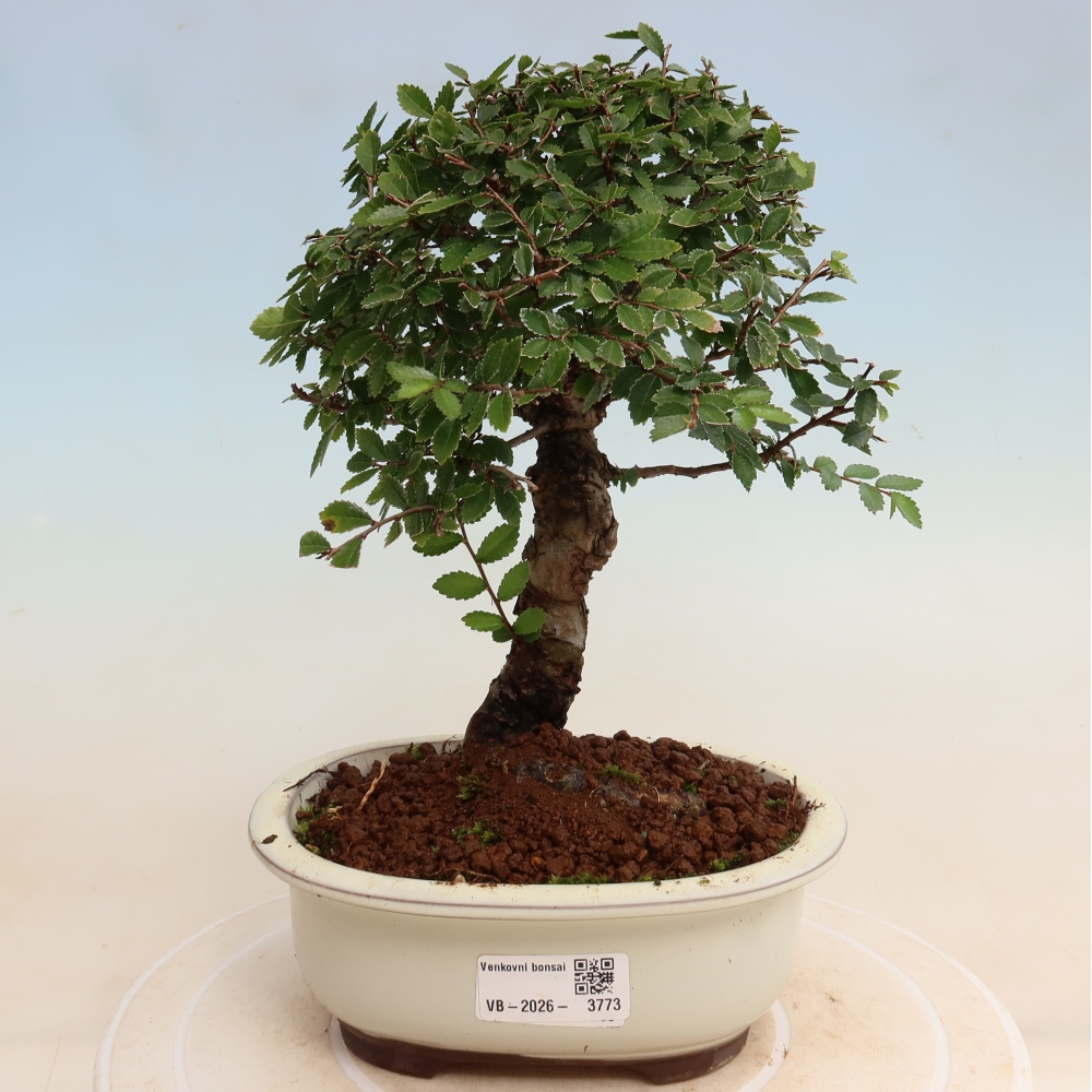 Bonsaï d'extérieur - Zelkova - Zelkova NIRE
