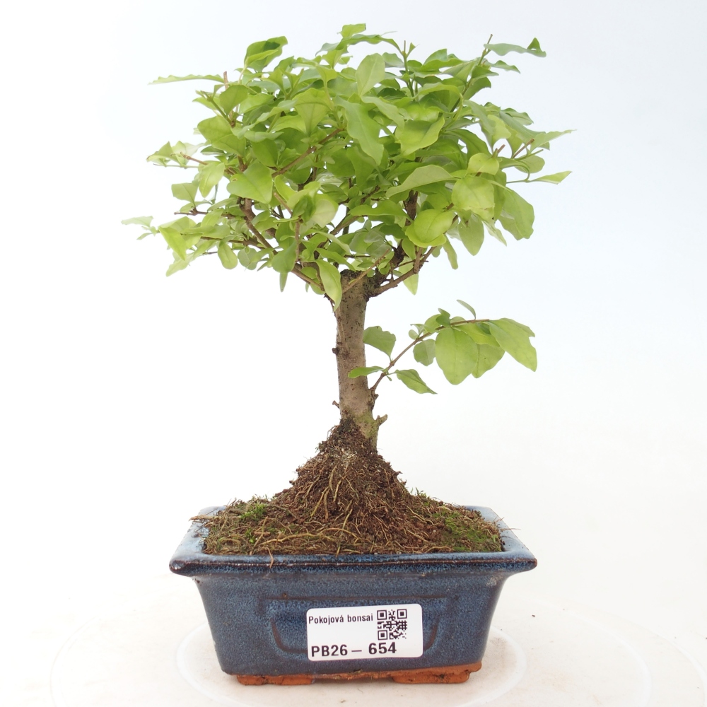 Bonsaï de chambre -Ligustrum chinensis - Bec d'oiseau