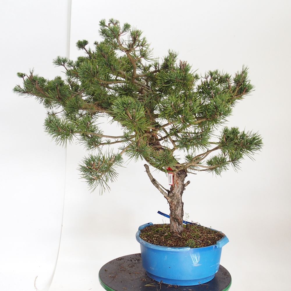 Yamadori - Pinus sylvestris Espagne