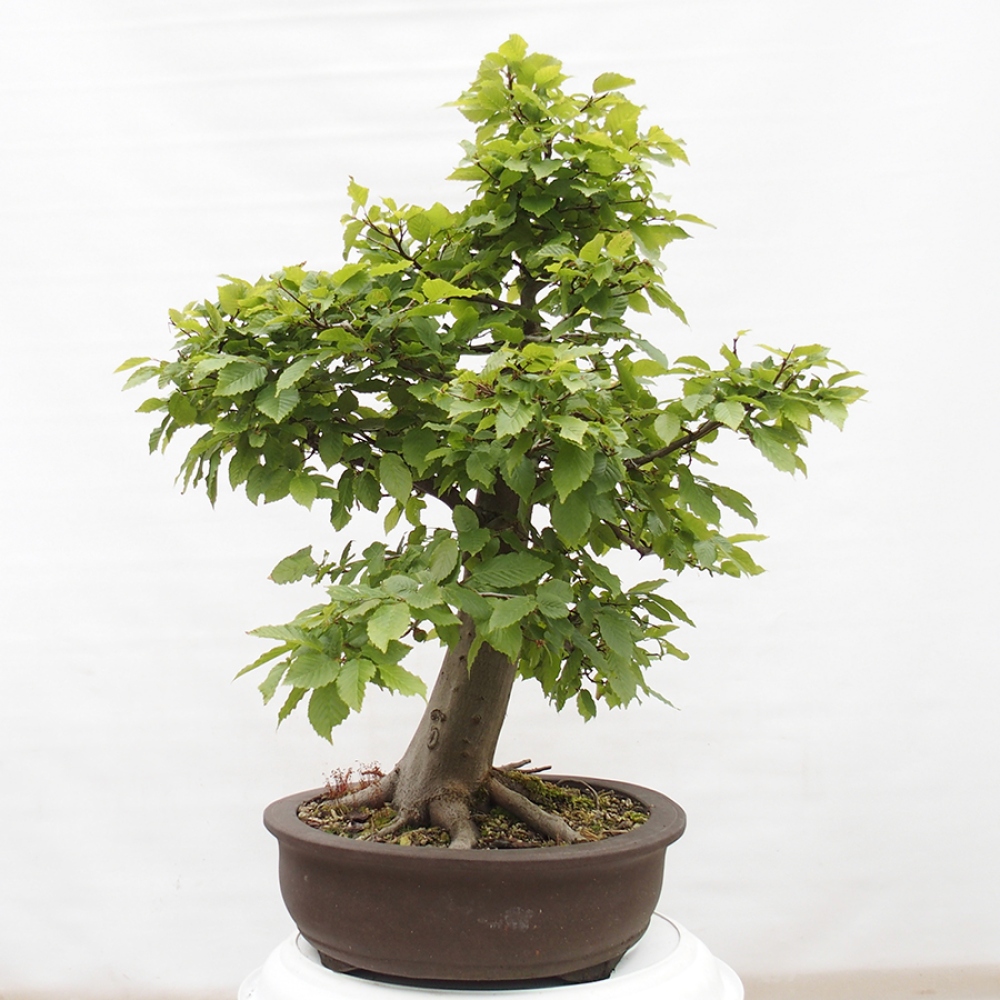 Bonsaï d'extérieur - Charme - Carpinus betulus