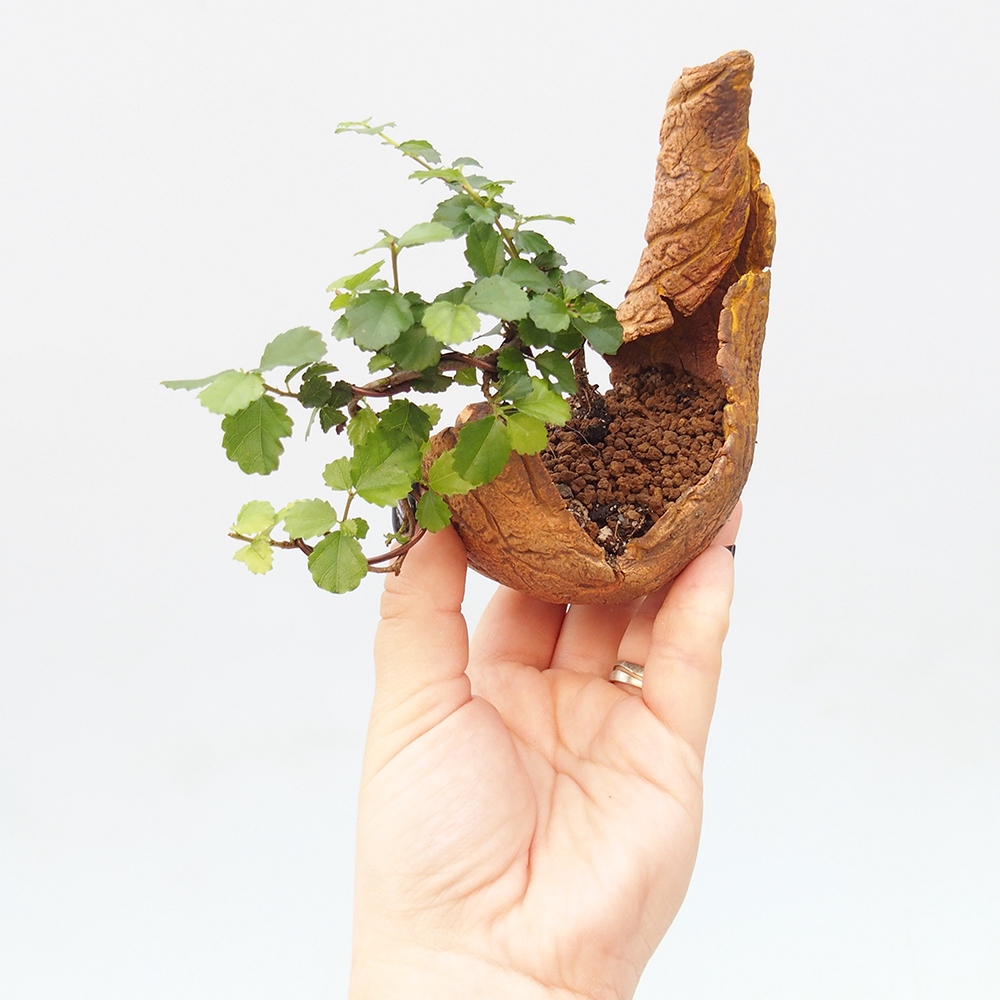 Bonsaï de chambre - Grewia sp. - Grewia malafolia