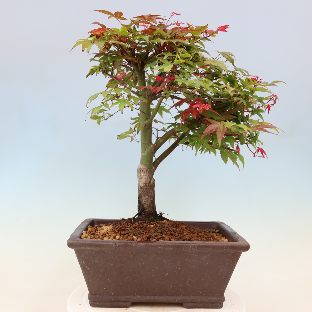 Érable de Norvège - Acer palmatum Beni Tsukasa