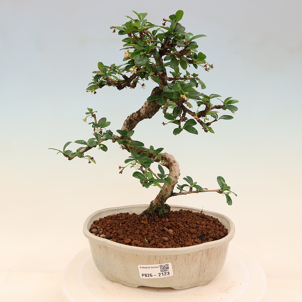 Bonsaï de chambre - Carmona macrophylla - Tea fuki