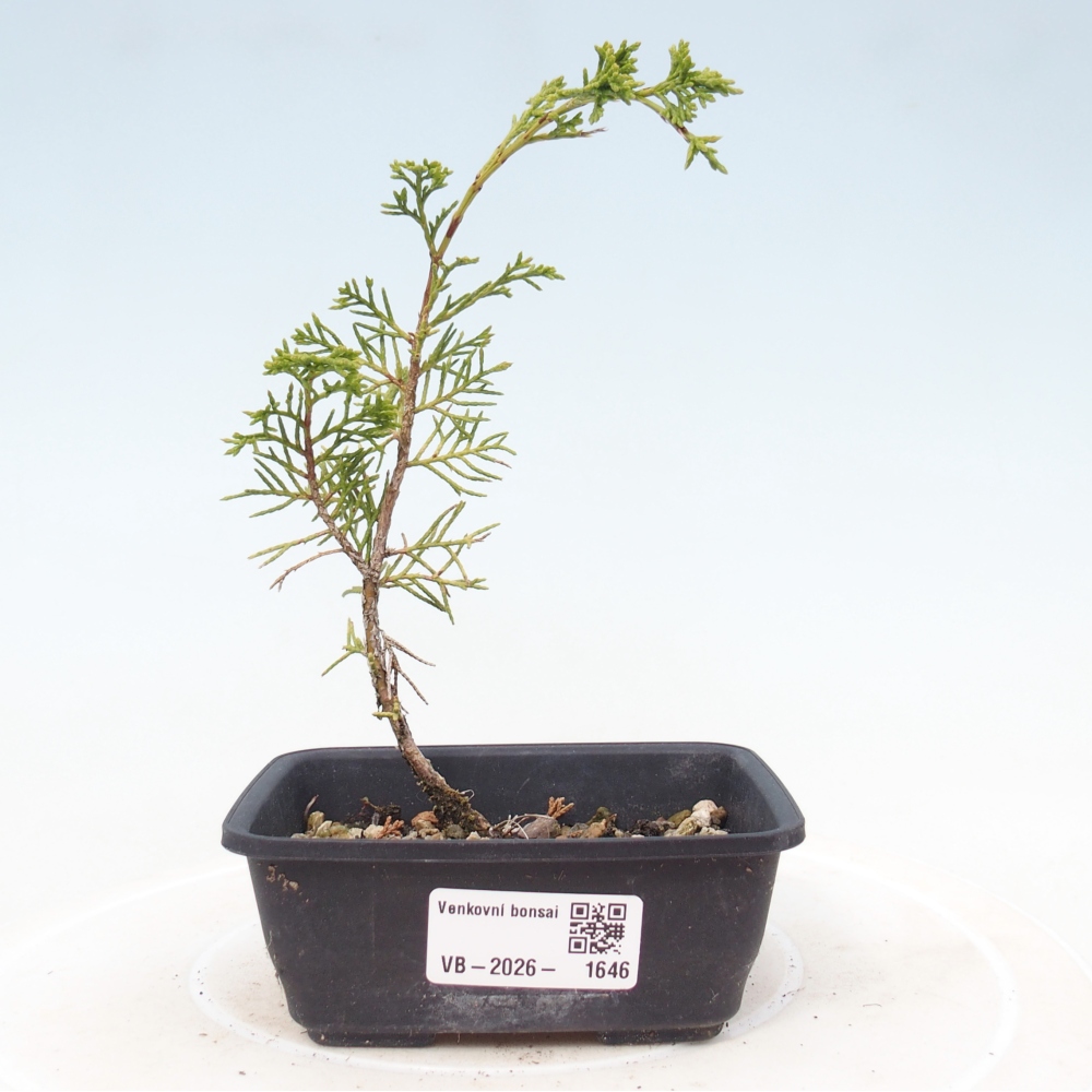 Bonsaï d'extérieur - Juniperus chinensis Itoigawa