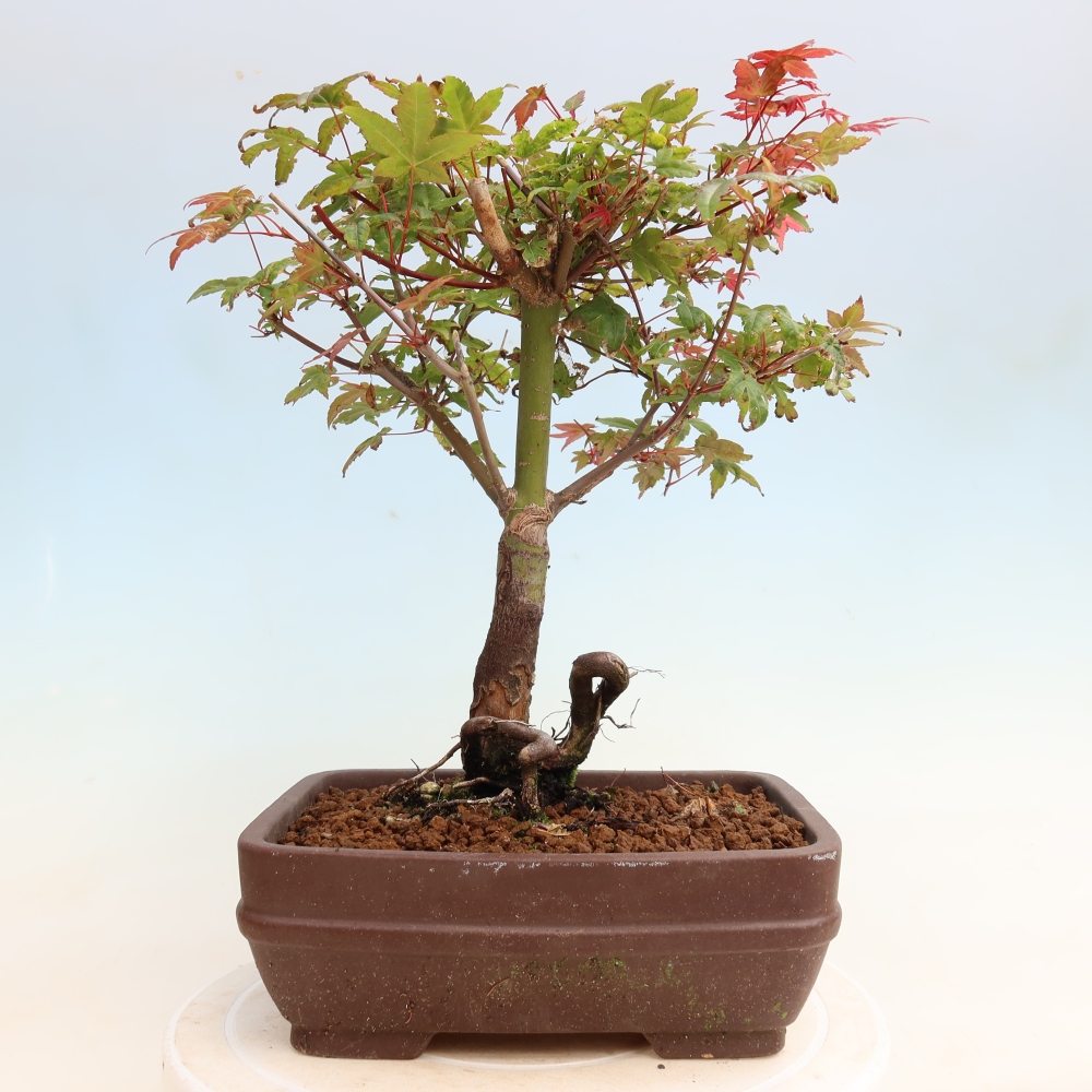 Bonsaï d'extérieur - Acer palmatum DESHOJO