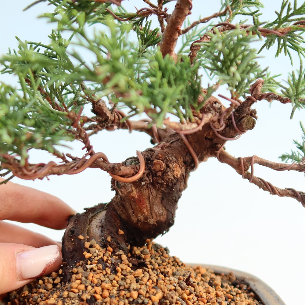 Bonsaï d'extérieur - Juniperus chinensis Itoigawa
