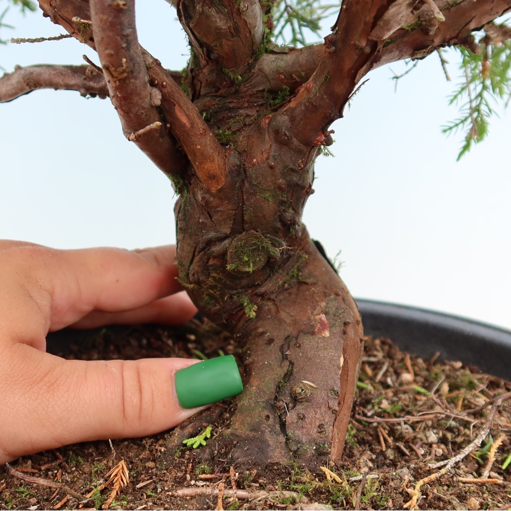 Bonsaï d'extérieur - Juniperus chinensis Itoigawa-Juniperus chinensis