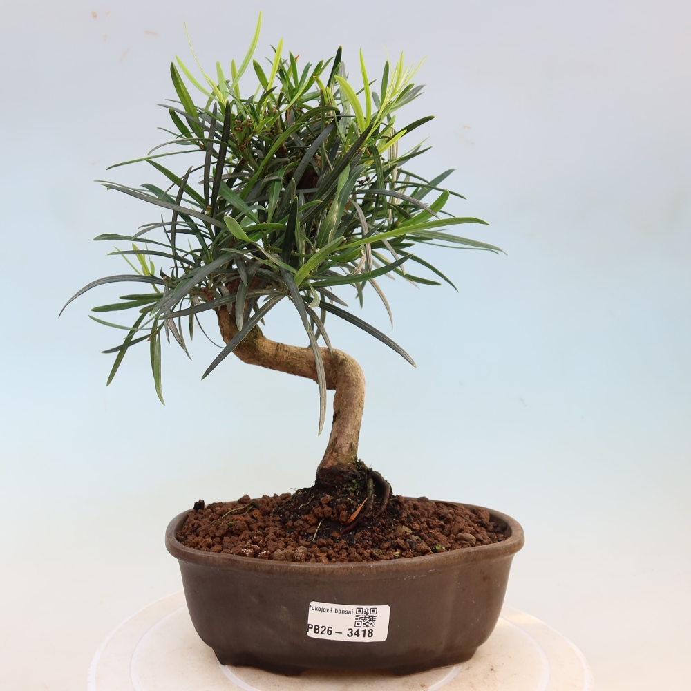Salle bonsaï - Podocarpus - If en pierre
