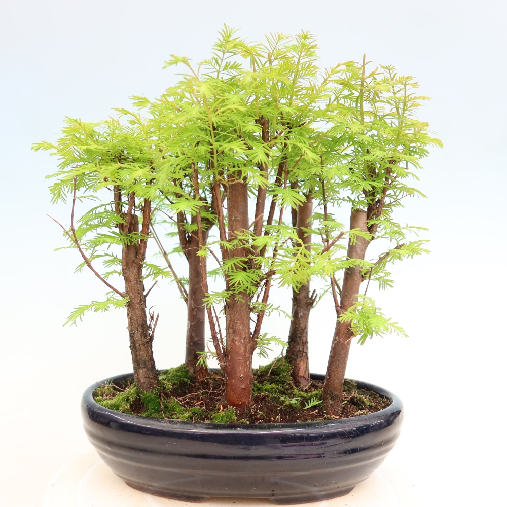 Bonsaï d'extérieur - Metasequoia glyptostroboides - Métaséquoia de Chine - petit bosquet