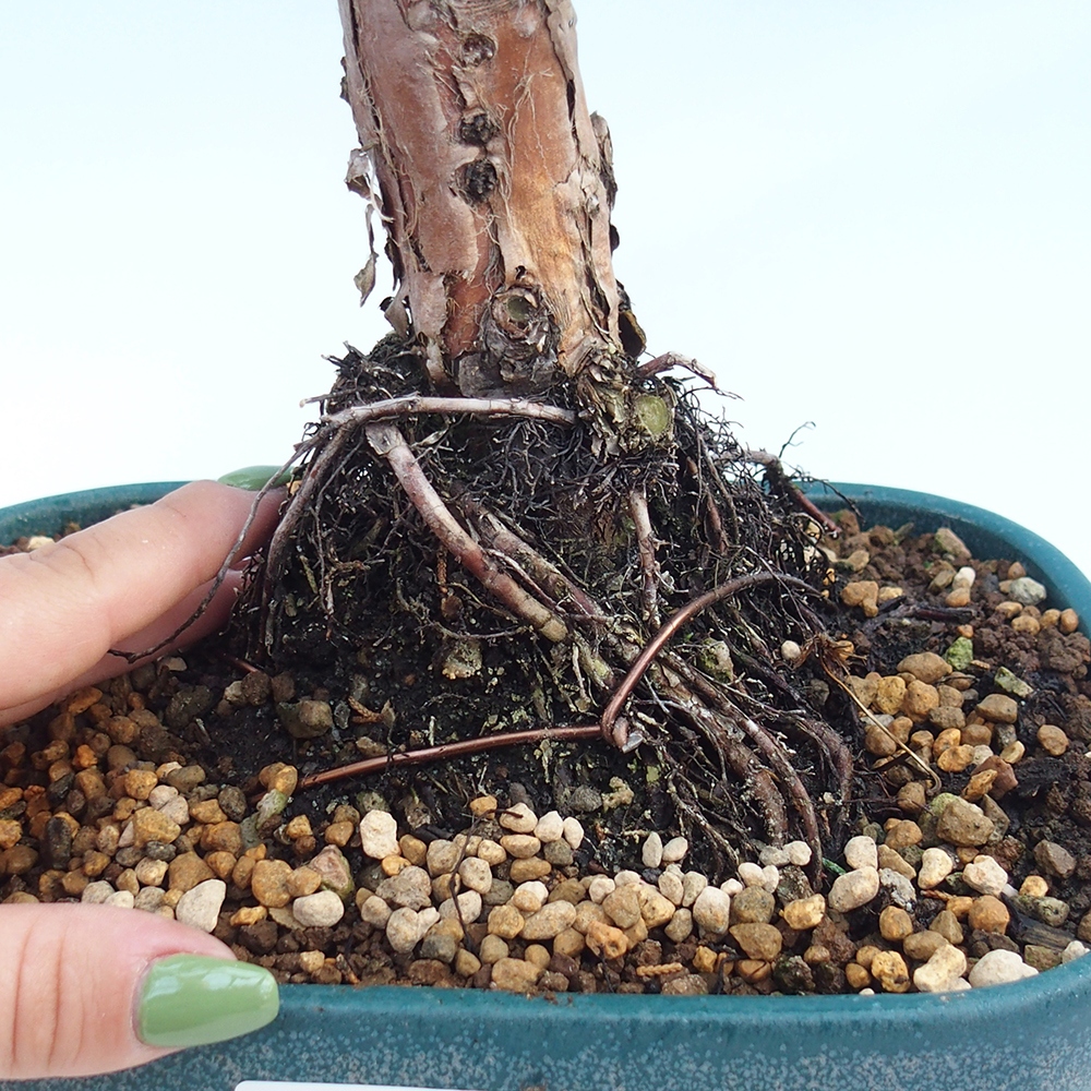 Bonsaï d'extérieur - Juniperus chinensis Kishu