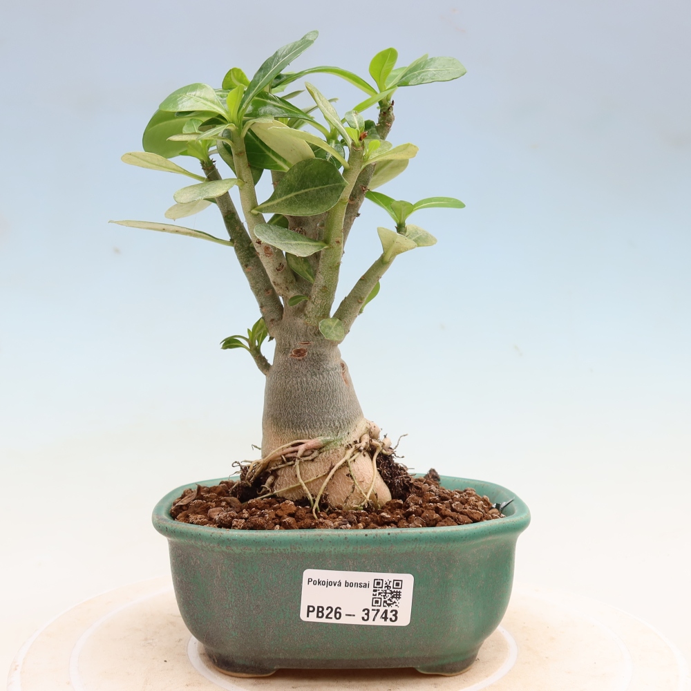 Bonsaï d'intérieur - Adenium obesum Red Star - Rose du désert