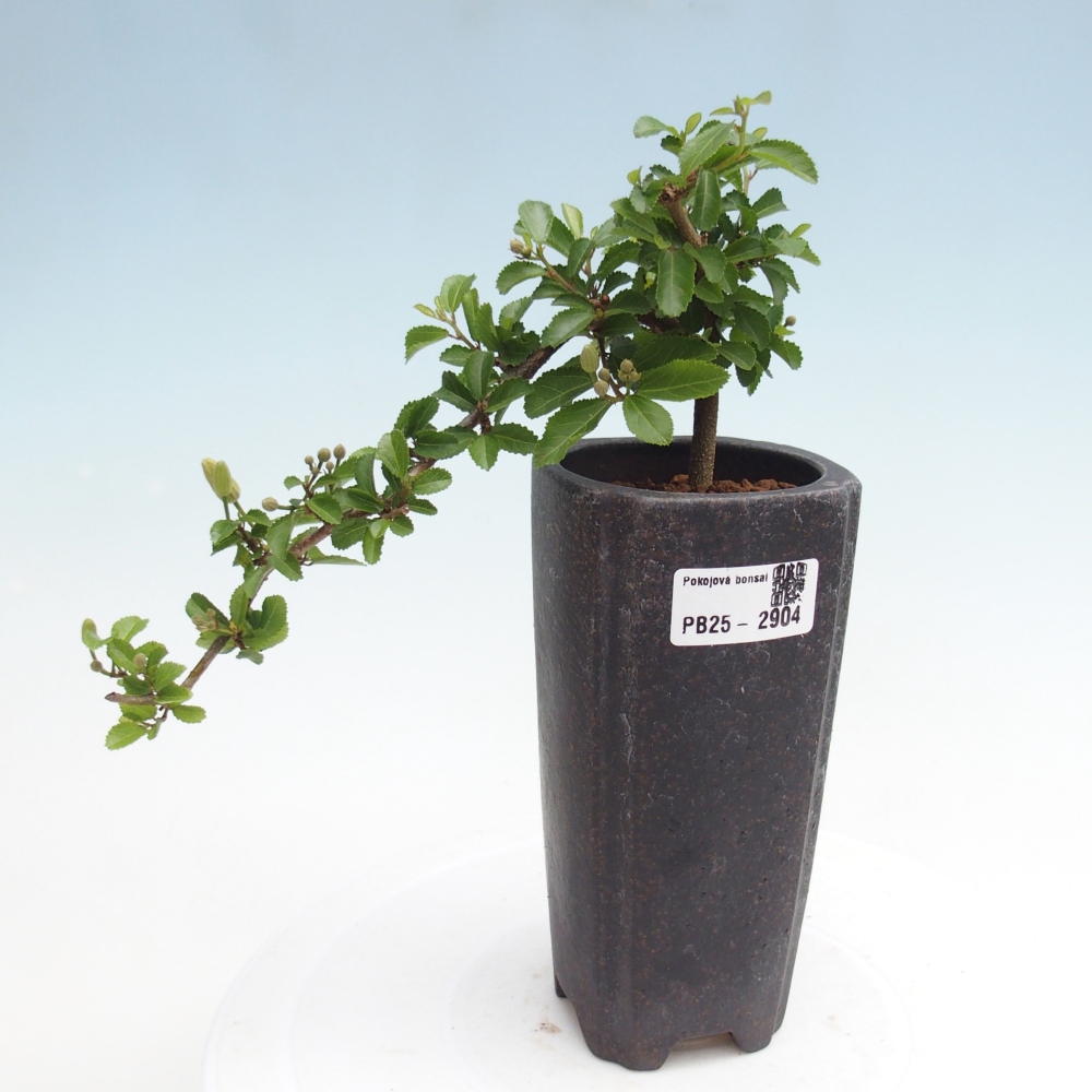 Bonsaï d'intérieur - Grewia occidentalis - Etoile de mer lavande