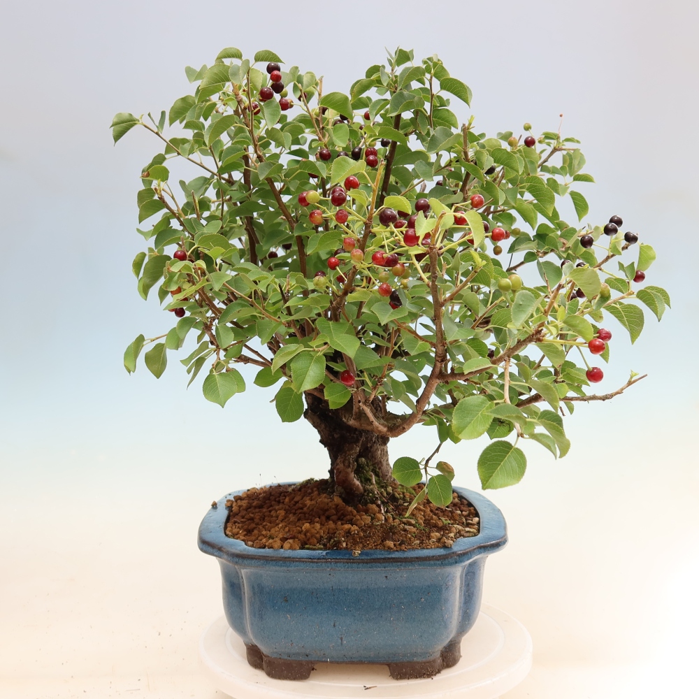 Bonsaï d'extérieur - Mahalebka - Prunus mahaleb