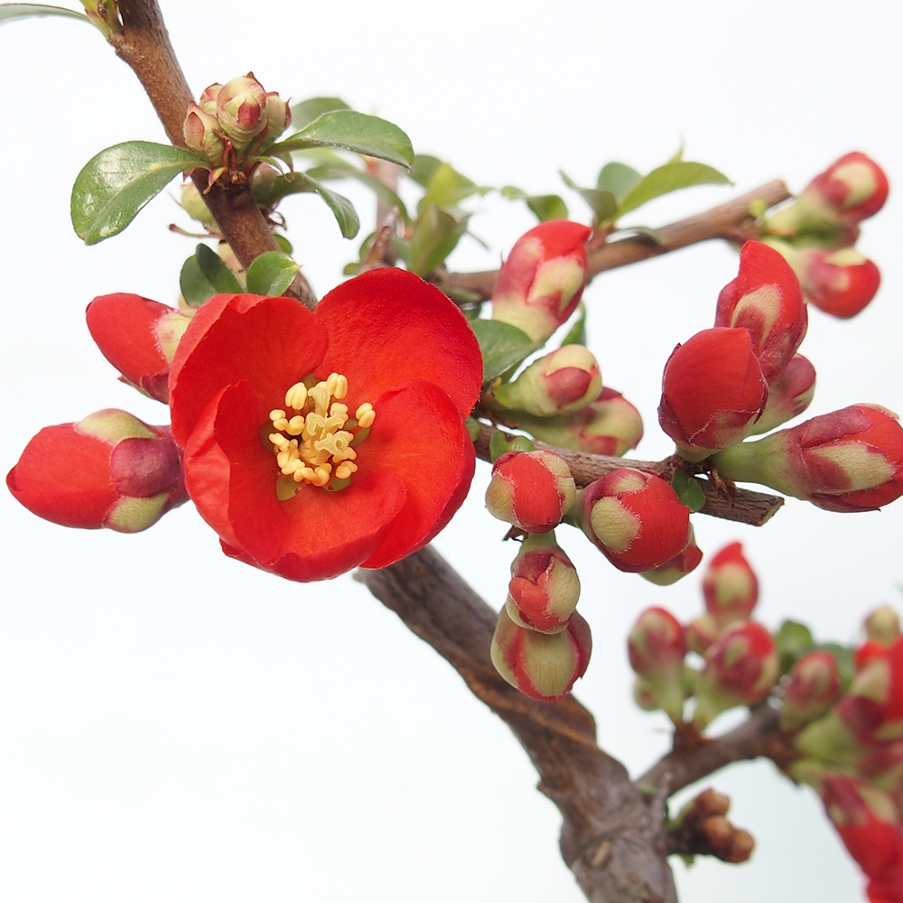 Bonsaï d'extérieur - Chaneomeles sup. Nicoline - Coing