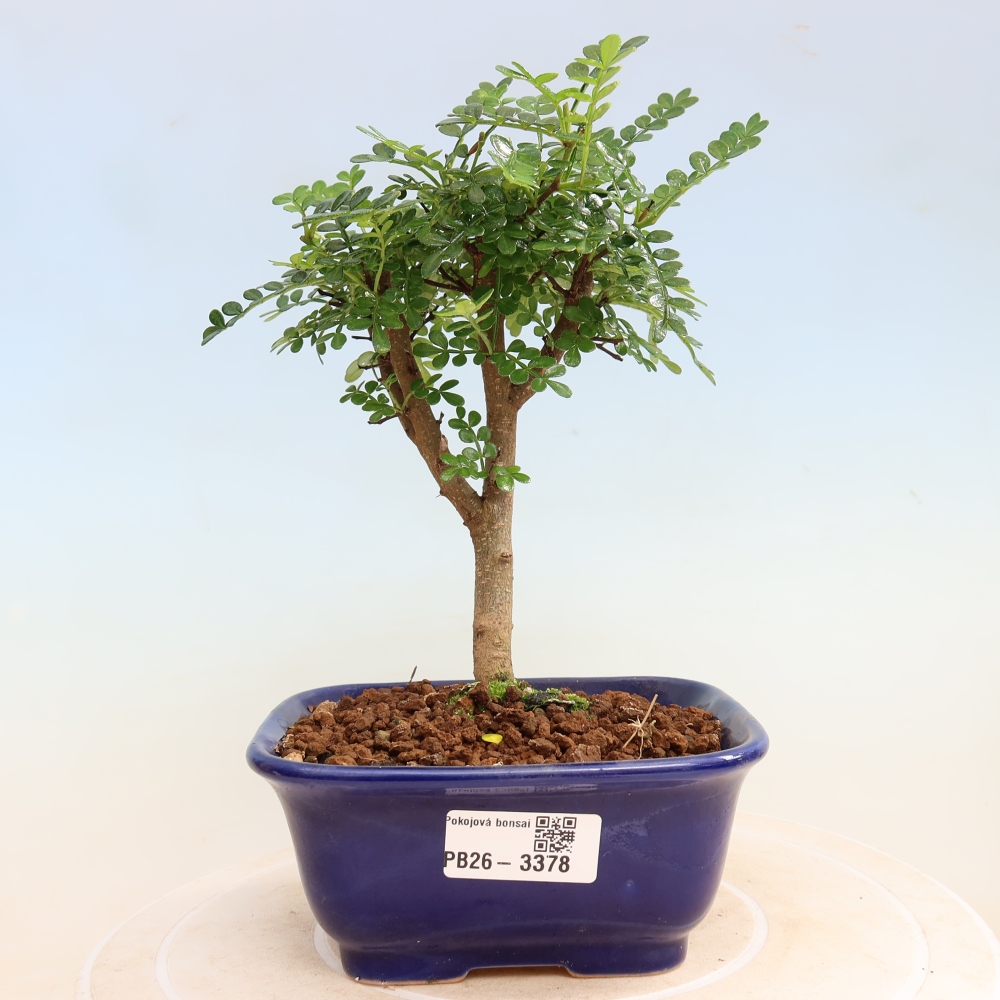 Salle bonsaï - Zantoxylum piperitum - arbre à poivre