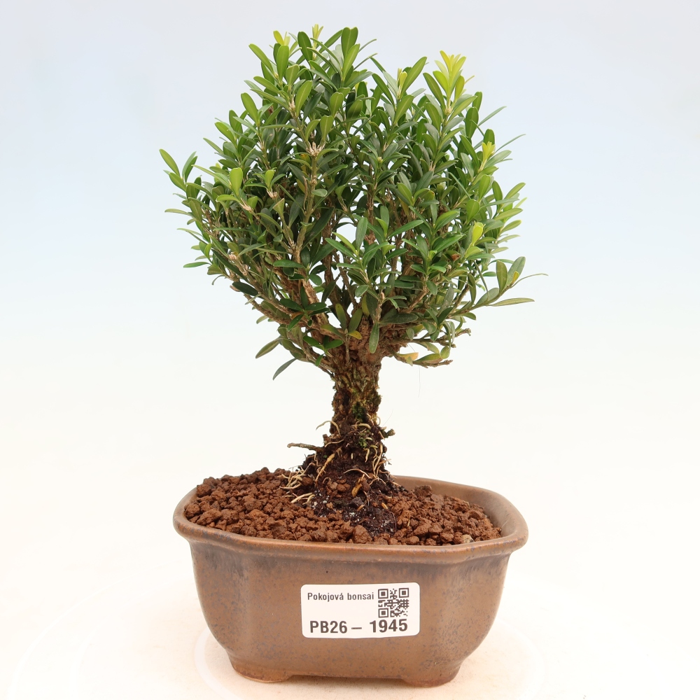 Bonsaï de chambre - Buxus harlandii - buxus liège