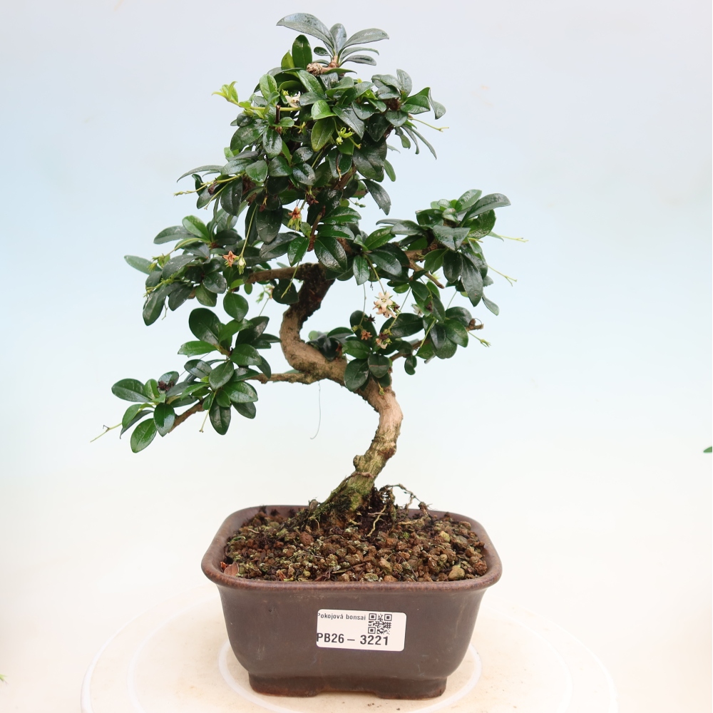 Bonsaï de chambre - Carmona macrophylla - Tea fuki