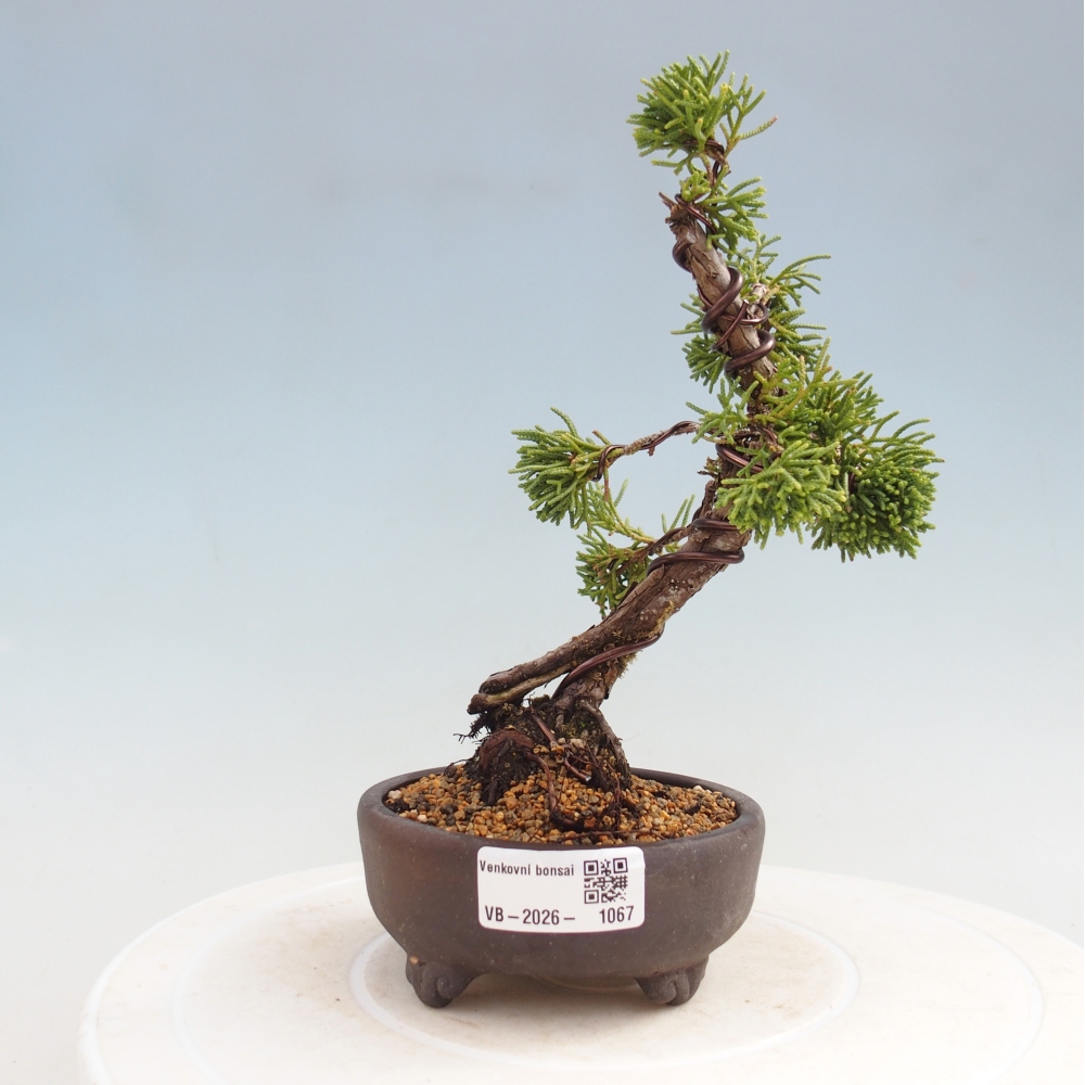 Bonsaï d'extérieur - Juniperus chinensis Kishu