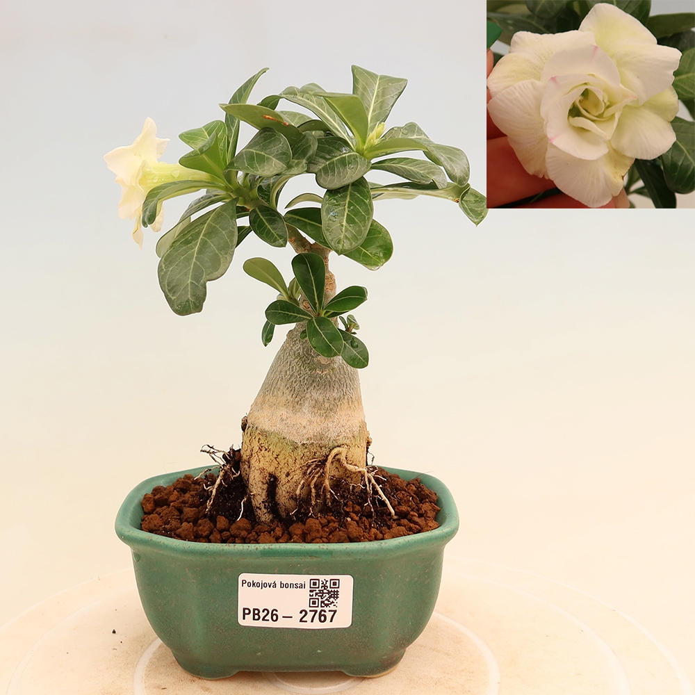 Bonsaï d'intérieur - Adenium obesum greffé V.F.S.407  - Rose du désert