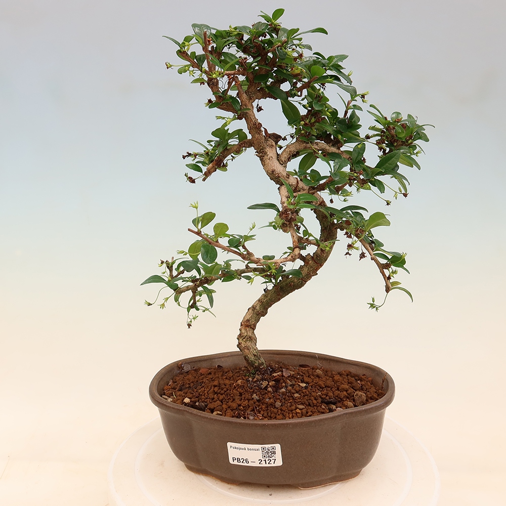 Bonsaï de chambre - Carmona macrophylla - Tea fuki