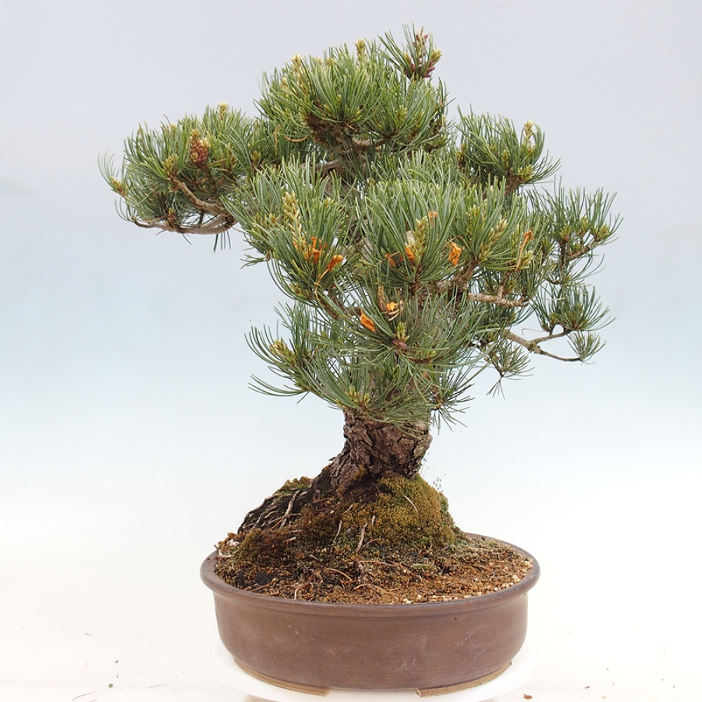 Bonsaï d'extérieur - Pinus parviflora - Pinus parviflora