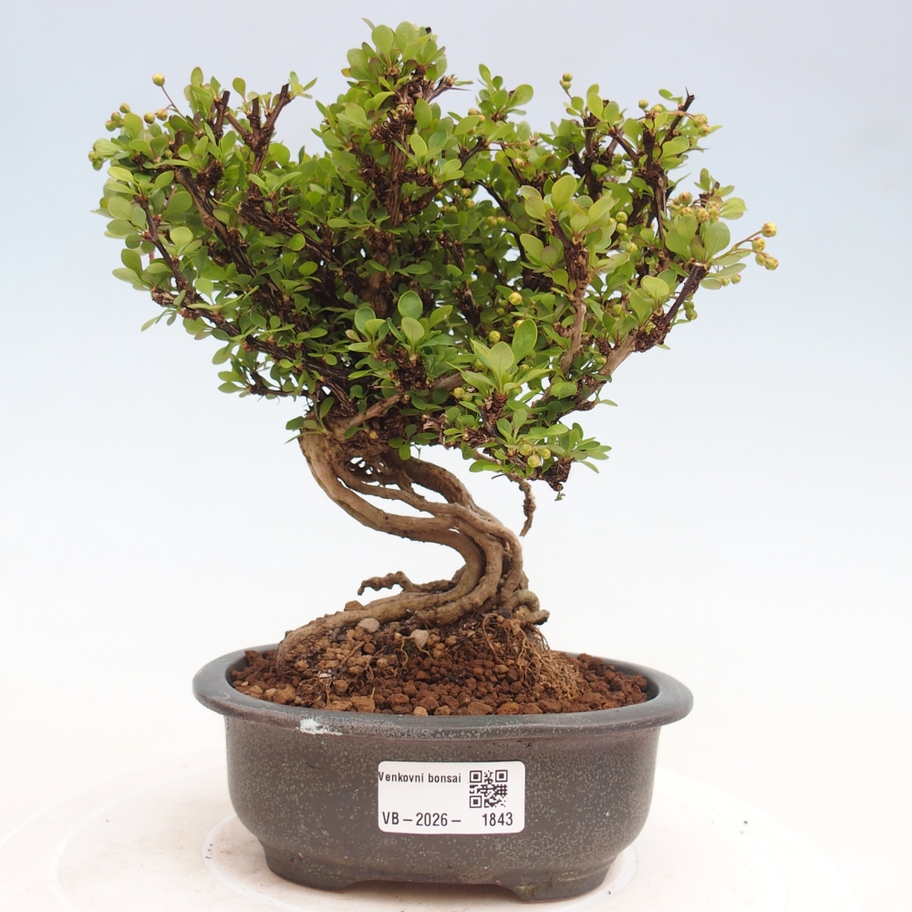 Bonsaï d'extérieur - Berberis coreana