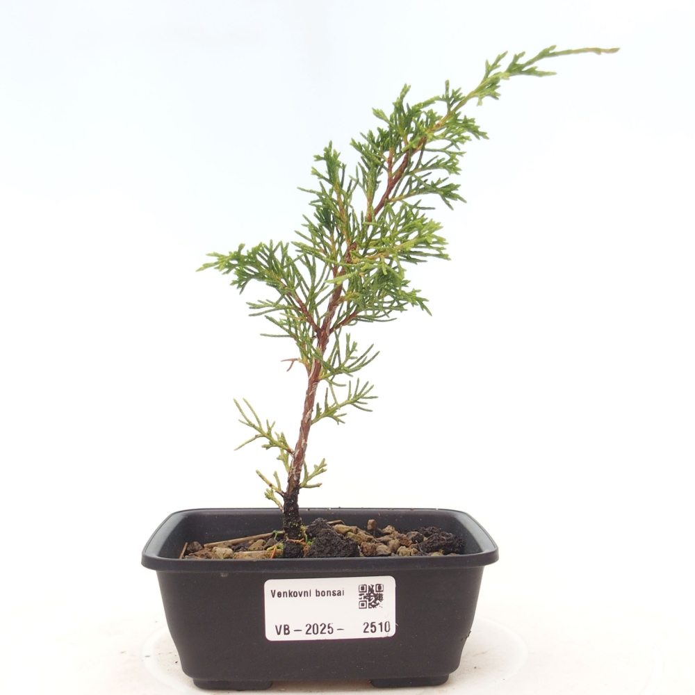 Bonsaï d'extérieur - Juniperus chinensis Itoigawa