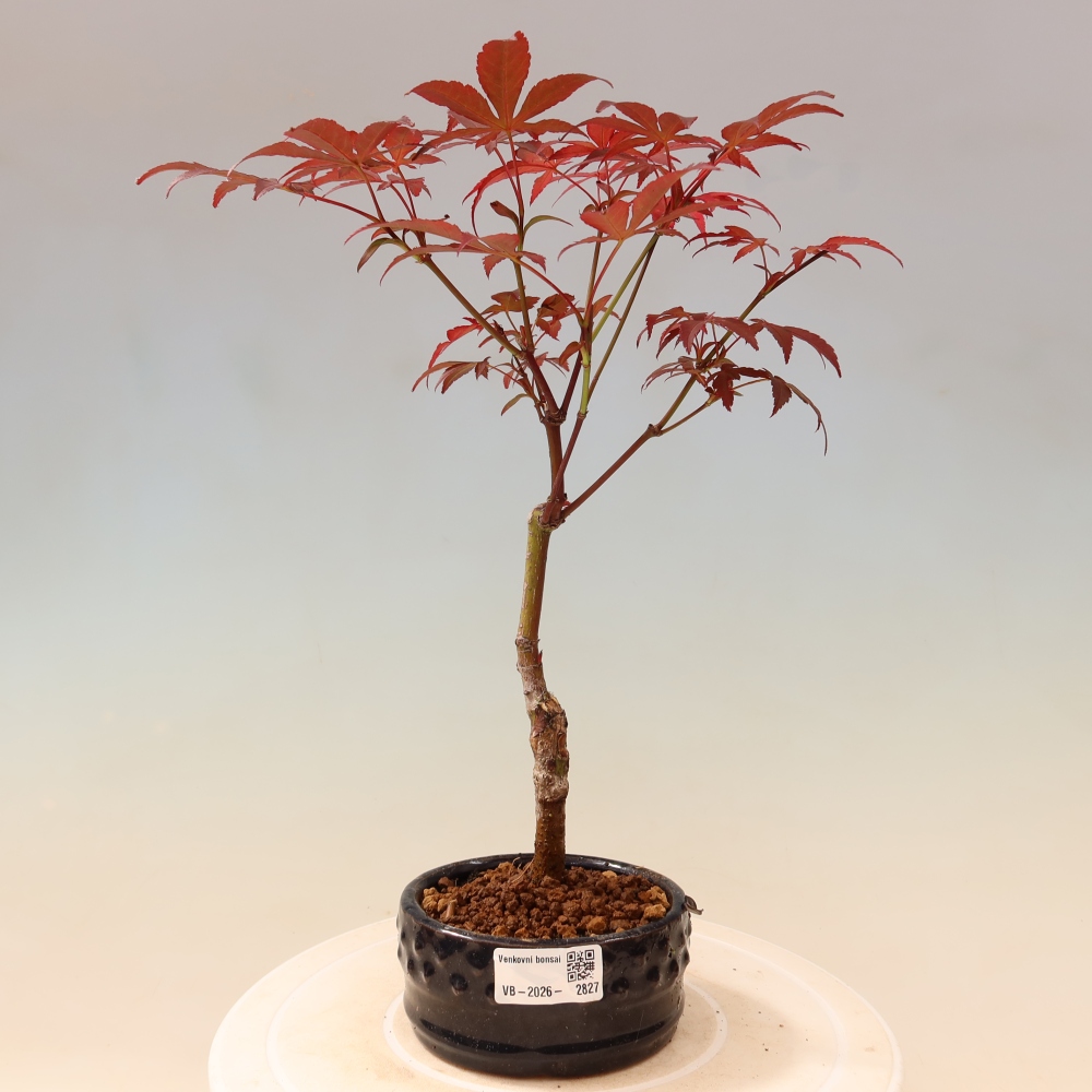 Bonsaï d'extérieur - Acer palm. Atropurpureum-Javor palmate