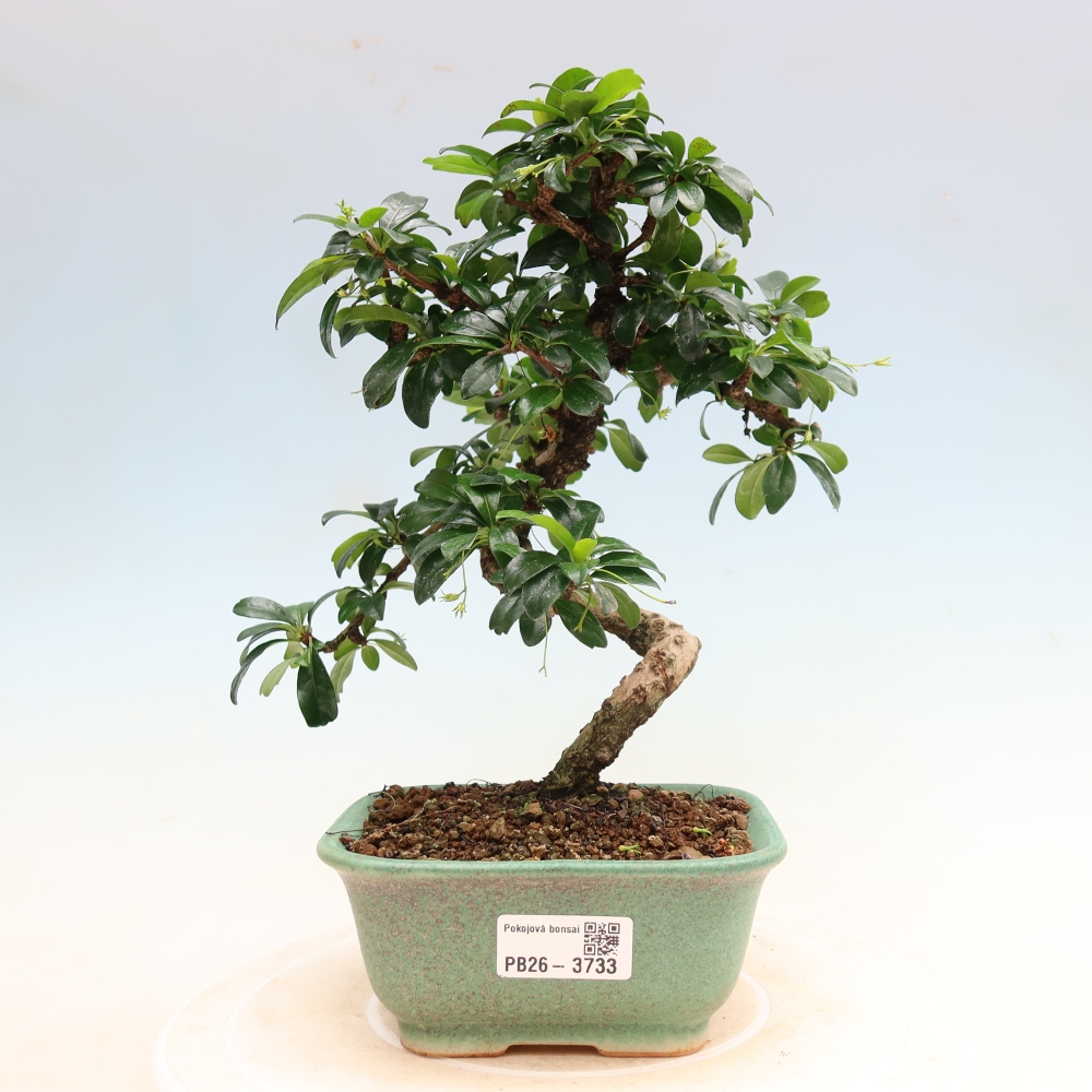 Bonsaï de chambre - Carmona macrophylla - Tea fuki