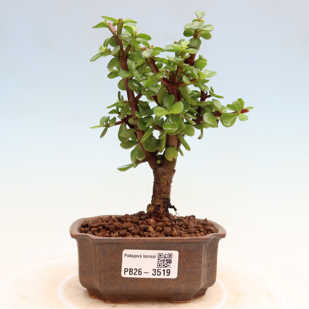 Bonsaï de chambre - Portulakaria Afra - Tlustice