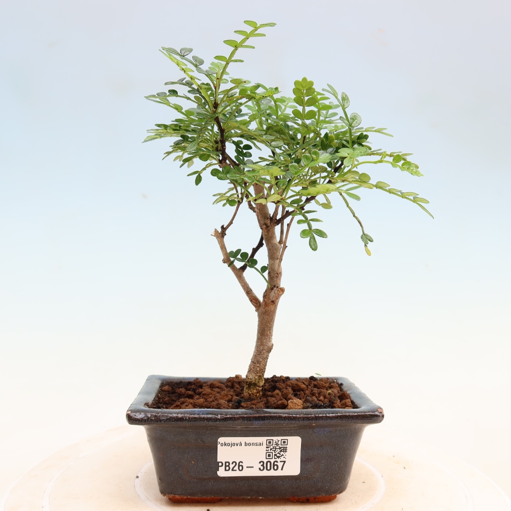 Salle bonsaï - Zantoxylum piperitum - arbre à poivre